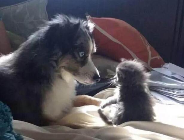 狗狗照顾新生奶猫，紧张到僵硬，直到被小爪子抱住了舌头！