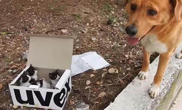 狗狗照顾新生奶猫，紧张到僵硬，直到被小爪子抱住了舌头！