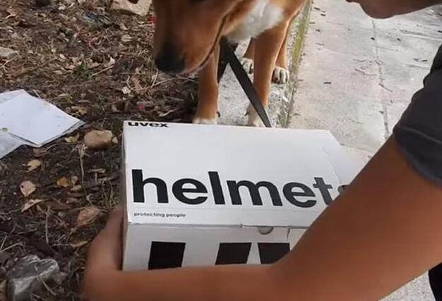 狗狗照顾新生奶猫，紧张到僵硬，直到被小爪子抱住了舌头！