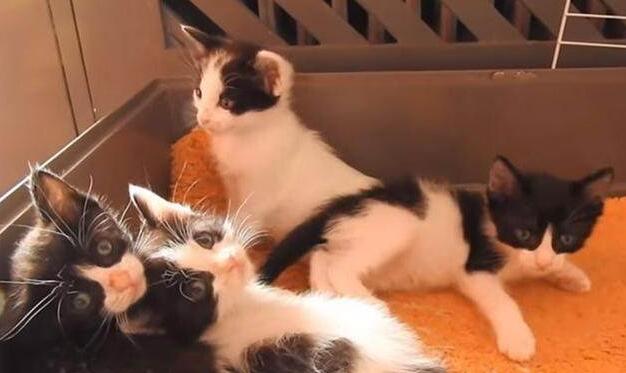 狗狗照顾新生奶猫，紧张到僵硬，直到被小爪子抱住了舌头！