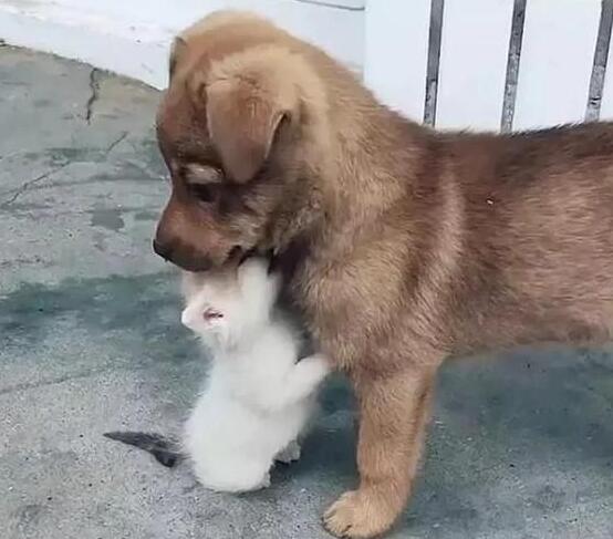 狗狗照顾新生奶猫，紧张到僵硬，直到被小爪子抱住了舌头！
