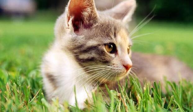 狗狗照顾新生奶猫，紧张到僵硬，直到被小爪子抱住了舌头！