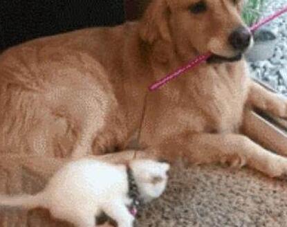 狗狗照顾新生奶猫，紧张到僵硬，直到被小爪子抱住了舌头！