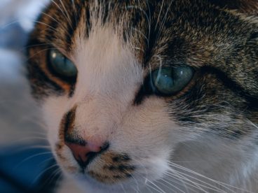 猫咪脸部特写图片
