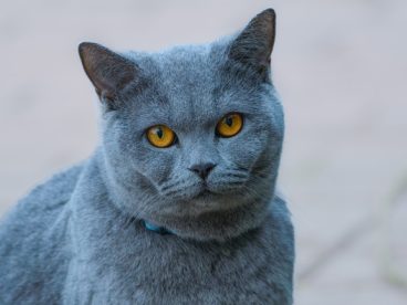 呆萌可爱俄罗斯短毛猫摄影图片