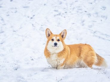 冬季雪地可爱威尔士柯基犬摄影图片