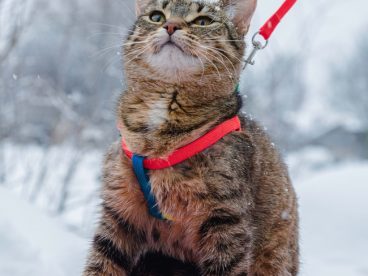冬季雪地可爱喵星人图片