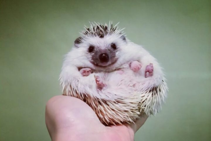 刺猬身份信息