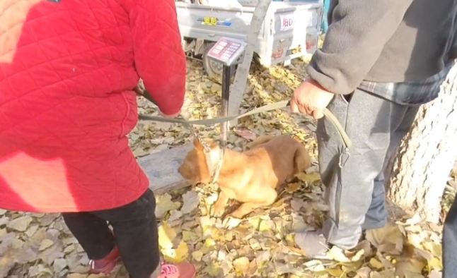 眼看金毛上狗肉车，大哥急忙制止，面对狗主问价，大哥：比上锅强