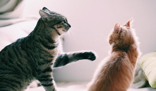 宠物猫与家人健康教案，宠物和家人