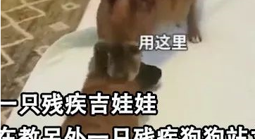 双腿截肢的狗狗成为“老师”，它还教会了其它残疾狗走路，好励志