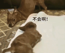 双腿截肢的狗狗成为“老师”，它还教会了其它残疾狗走路，好励志