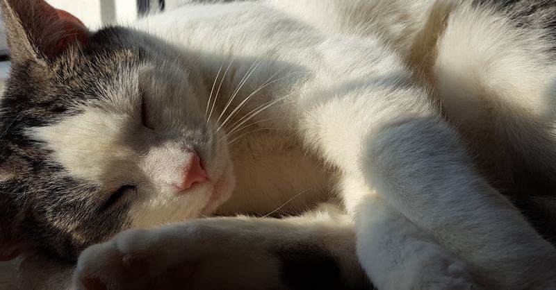 拉格玛芬猫品种介绍，拉格菲尔德的猫