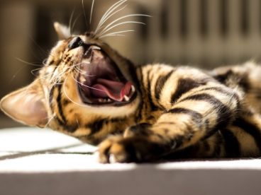 打哈欠的小猫图片