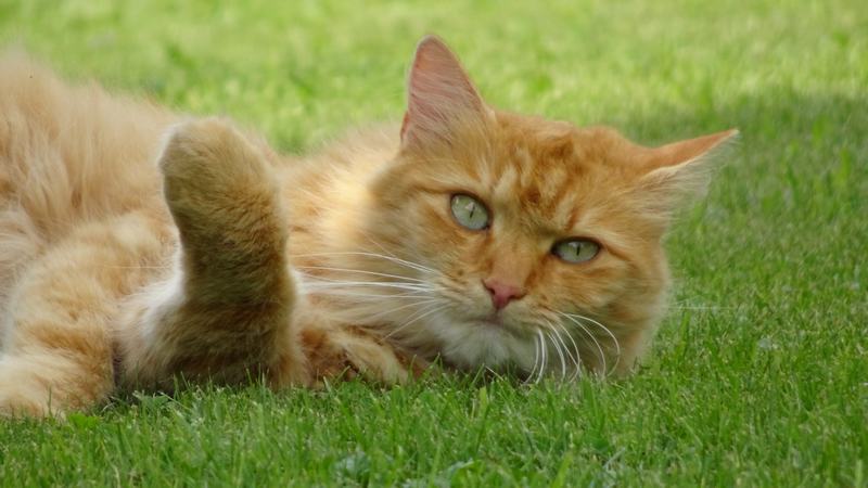 缅因猫品种介绍,缅因猫是什么品种
