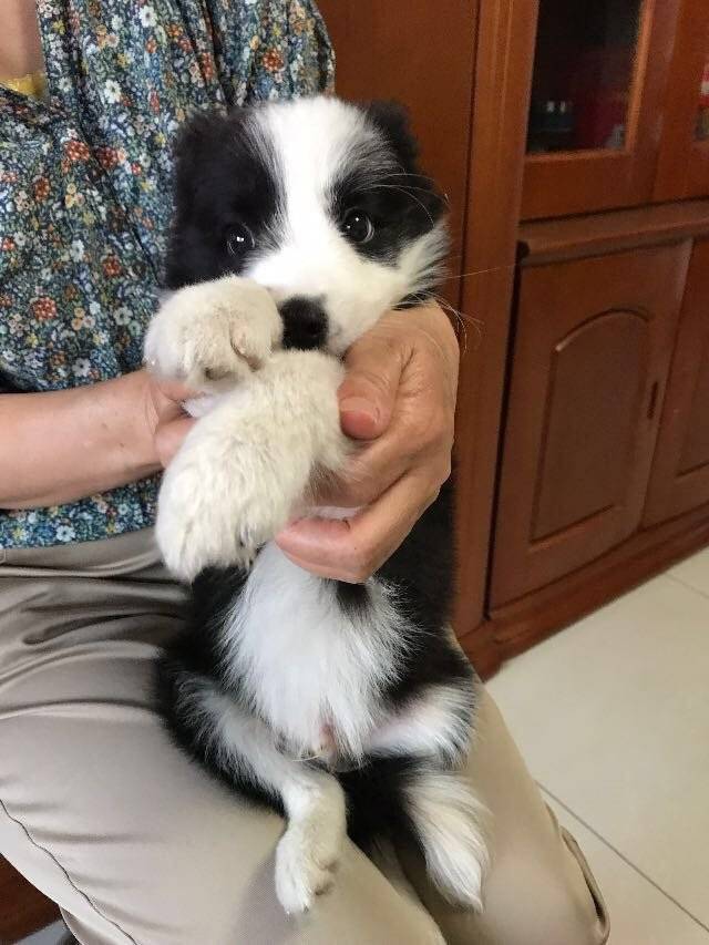 小边境牧羊犬，单纯无辜的眼神心都要化掉了～