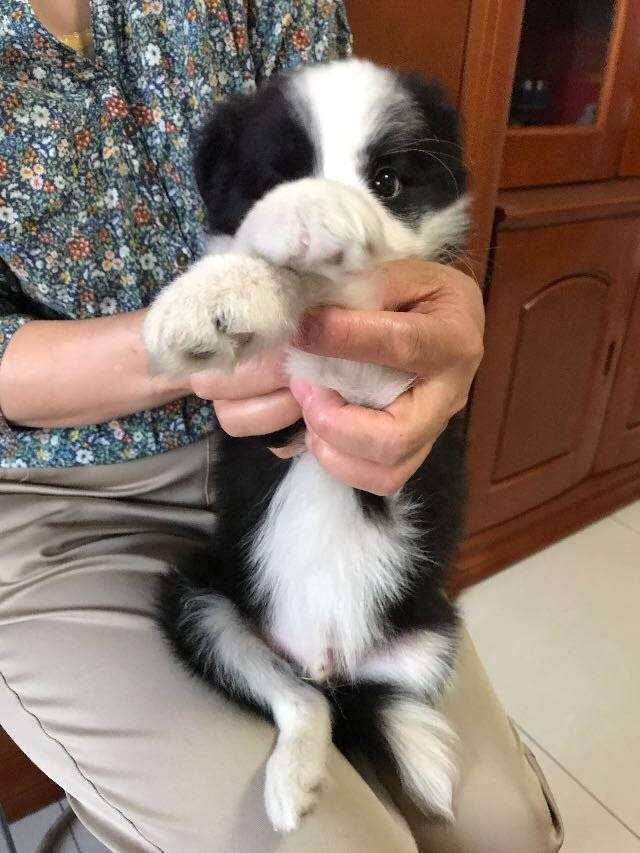 小边境牧羊犬，单纯无辜的眼神心都要化掉了～