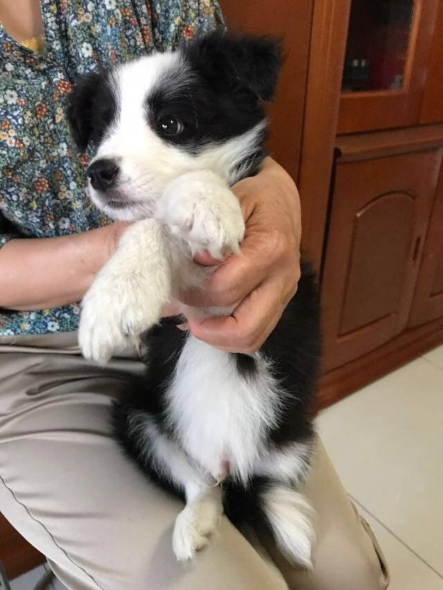 小边境牧羊犬，单纯无辜的眼神心都要化掉了～