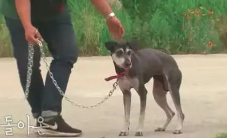 狗狗被前主人送给朋友后却被遗弃，它风雨中等待4个月终又回到家