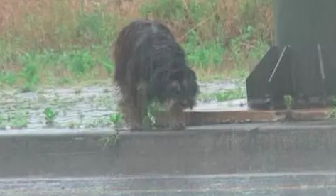 狗狗被前主人送给朋友后却被遗弃，它风雨中等待4个月终又回到家