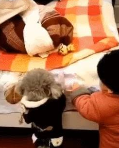 泰迪够不着玩具，撒娇让小主人帮忙，一人一狗交流毫无障碍