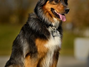 蹲坐在地上的黑色德国牧羊犬图片
