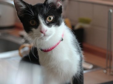 黑白宠物猫图片