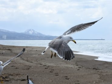 海滩海鸥飞翔图片