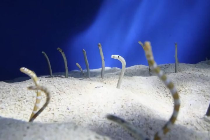 贝尔彻海蛇身份信息