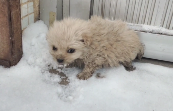 狗狗被抛弃,饥饿的狗狗只能舔雪充饥