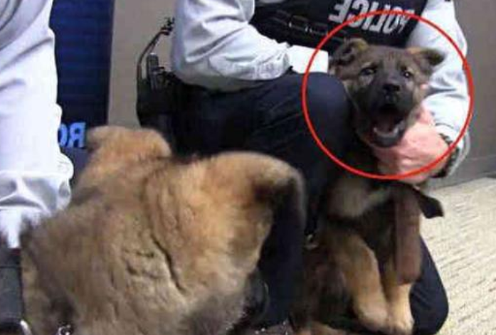 小警犬初次执行任务,怂得立即尿裤子了,小狗:求求你放下枪吧