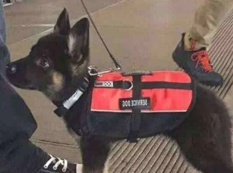小警犬初次执行任务,怂得立即尿裤子了,小狗:求求你放下枪吧