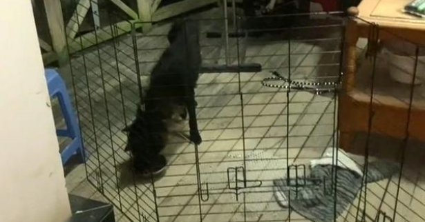 向人类求助的流浪狗，惨遭家犬驱赶，依然穷追不舍，它只想活下去