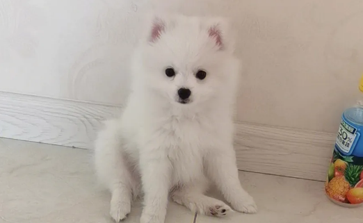 陪伴我的博美犬突然走了，博美犬的寿命到底有多长？