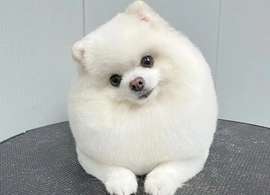 陪伴我的博美犬突然走了，博美犬的寿命到底有多长？