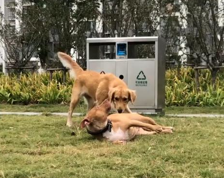 女孩子养比特犬,狗狗浑身肌肉,现实版美女与野兽?