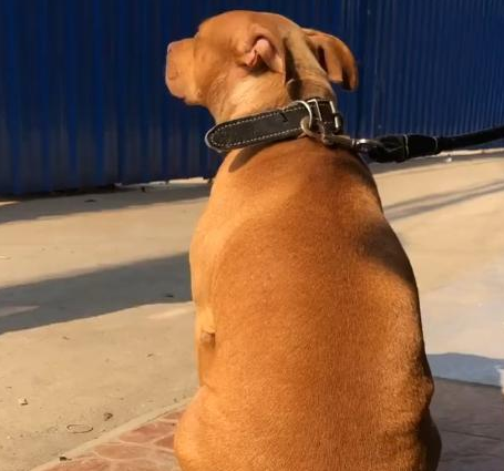 女孩子养比特犬,狗狗浑身肌肉,现实版美女与野兽?