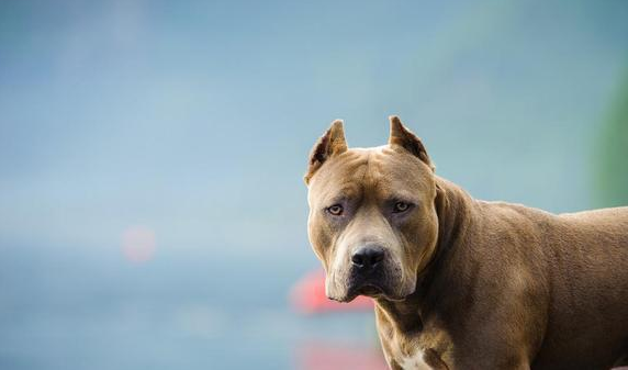 女孩子养比特犬，狗狗浑身肌肉，现实版美女与野兽？