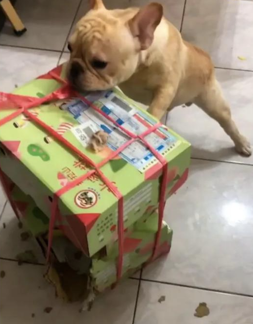 几箱桃子放地面上，被3只法斗开箱偷食了，狗：替你尝一尝甜不甜！