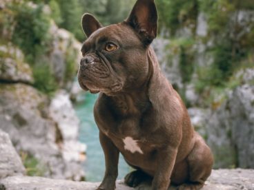 黑色小型斗牛犬图片