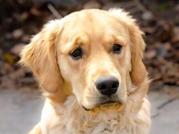 可爱呆萌金毛猎犬图片