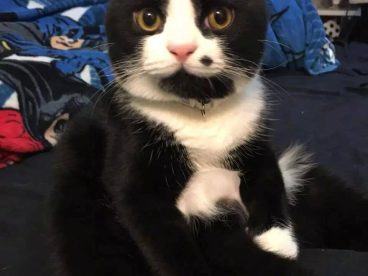 媒婆猫来袭
