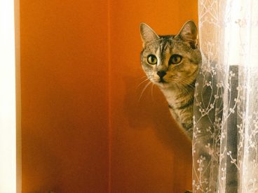 站在窗帘后面的小猫图片