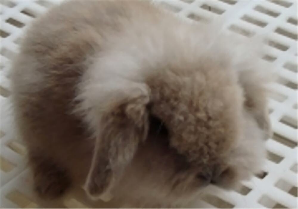 宾尼垂耳兔身份信息
