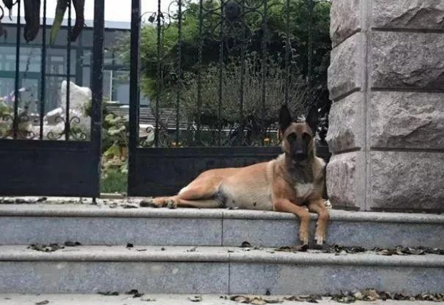 退休工作犬遭遗弃孤独等死，一只三花猫的出现改变了一切！