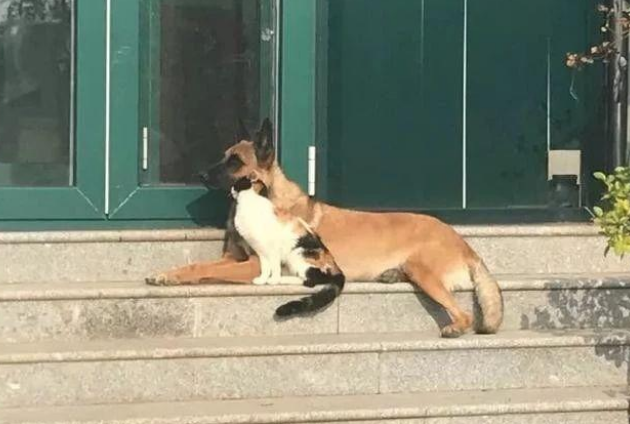 退休工作犬遭遗弃孤独等死，一只三花猫的出现改变了一切！