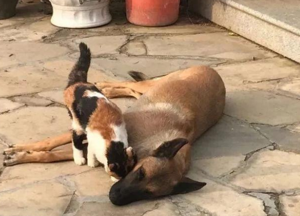 退休工作犬遭遗弃孤独等死，一只三花猫的出现改变了一切！