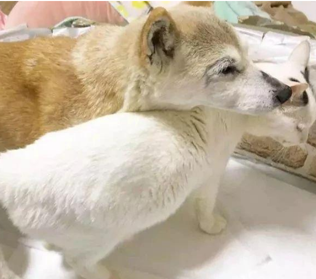 退休工作犬遭遗弃孤独等死，一只三花猫的出现改变了一切！