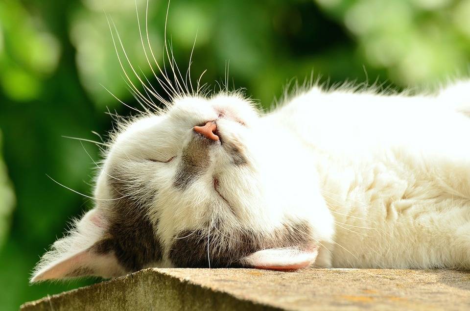 筋疲力尽的白色的猫咪