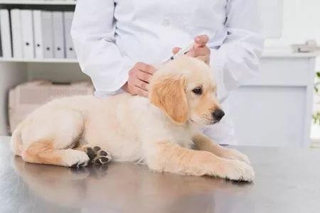 有必要给狗狗打狂犬疫苗吗？宠物疫苗常见误区